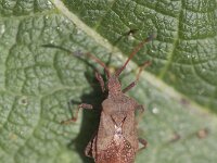 Elasmostethus minor