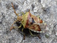 Elasmucha grisea N0070 : Berkenwants, Elasmucha grisea