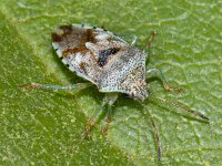 Elasmucha grisea #08860 : Elasmucha grisea