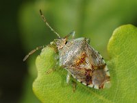 Elasmucha grisea #43708 : Elasmucha grisea