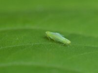 Empoasca sp 4, Saxifraga-Tom Heijnen