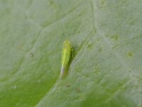 Empoasca sp 5, Saxifraga-Tom Heijnen