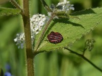 Graphosoma lineatum1, Saxifraga-Luuk Vermeer