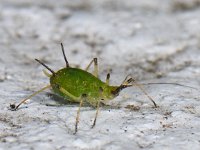 Macrosiphum rosae