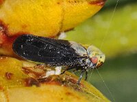 Oncopsis variabilis