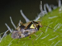 Orthops basalis