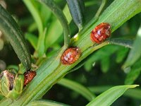 Parthenolecanium corni-pomeranicum