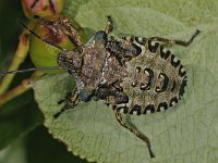 Pentatoma rufipes 14, Roodpootschildwants, Saxifraga-Ab H Baas