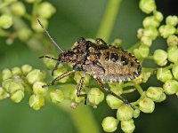 Pentatoma rufipes 15, Roodpootschildwants, Saxifraga-Ab H Baas