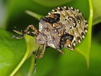 Pentatoma rufipes 16, Roodpootschildwants, Saxifraga-Ab H Baas