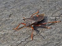 Pentatoma rufipes N1203 : Pentatoma rufipes, Forest bug, Roodpootschildwants