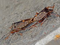 Pentatoma rufipes 18, Roodpootschildwants, Saxifraga-Ab H Baas