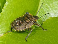 Pentatoma rufipes #07418 : Pentatoma rufipes, Forest bug, Roodpootschildwants, nymph 5e stage