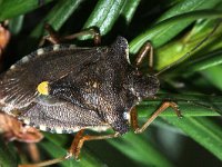 Pentatoma rufipes 1, Roodpootschildwants, Saxifraga-Rutger Barendse