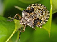 Pentatoma rufipes 16, Roodpootschildwants, Saxifraga-Ab H Baas