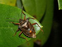 Pentatoma rufipes 2, Roodpootschildwants, Foto Fitis-Sytske Dijksen