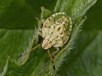 Pentatomidae #02925 : Pentatomidae, nymph 5e stage