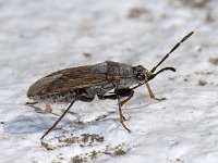 Peritrechus geniculatus