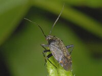 Polymerus nigrita