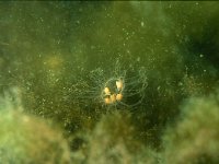 Gonionemus vertens, Clinging Jellyfish