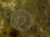 Aeqourea forskalea 1, Saxifraga-Foto Fitis-Sytske Dijksen