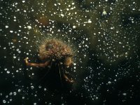 Hydractinia echinata, Snail Fur Hydroid