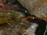 Obelia sp 2, Obeliakwal, Saxifraga-Foto Fitis-Sytske Dijksen