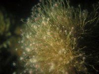 Tubularia indivisa, Organ Pipe Hydroid