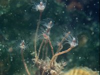 Tubularia indivisa 2, Pijppoliep, Saxifraga-Eric Gibcus