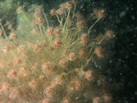 Tubularia larynx 2, Gorgelpijp, Saxifraga-Eric Gibcus