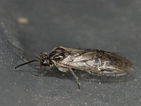 Amauronematus sp