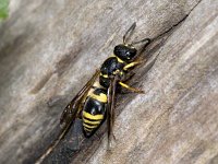 Ancistrocerus gazella 01 #01867 : Ancistrocerus gazella, European potter wasp