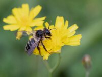 Andrena denticulata 3, Kruiskruidzandbij, Saxifraga-Mark Zekhuis
