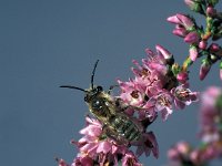 Andrena fuscipes