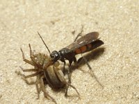 Anoplius viaticus, Black Banded Spider Wasp
