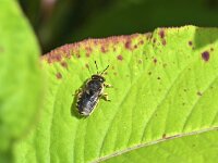 Anthidium manicatum 11, Grote wolbij, Saxifraga-Tom Heijnen