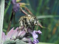 Anthophora quadrimaculata, Four-spotted Flower Bee