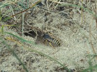 Bembix rostrata, Sand Wasp