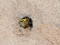 Bembix rostrata 18, Harkwesp, Saxifraga-Tom Heijnen