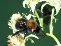 Bombus hypnorum, New Garden Bumblebee