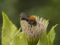 Bombus pascuorum 35, Akkerhommel, Saxifraga-Jan van der Straaten