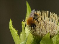 Bombus pascuorum 36, Akkerhommel, Saxifraga-Jan van der Straaten