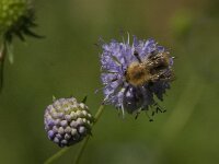 Bombus pascuorum 39, Akkerhommel, Saxifraga-Jan van der Straaten
