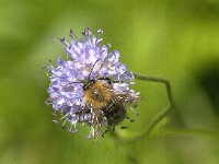 Bombus pascuorum 42, Akkerhommel, Saxifraga-Jan van der Straaten