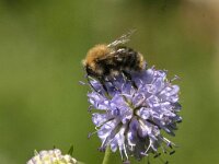 Bombus pascuorum 43, Akkerhommel, Saxifraga-Jan van der Straaten