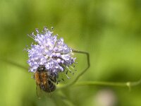 Bombus pascuorum 45, Akkerhommel, Saxifraga-Jan van der Straaten