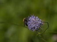 Bombus pascuorum 46, Akkerhommel, Saxifraga-Jan van der Straaten