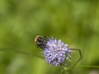 Bombus pascuorum 47, Akkerhommel, Saxifraga-Jan van der Straaten