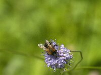Bombus pascuorum 48, Akkerhommel, Saxifraga-Jan van der Straaten