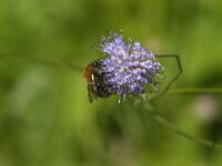 Bombus pascuorum 50, Akkerhommel, Saxifraga-Jan van der Straaten